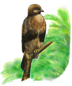 ノスリ　2006年に巣立った若鳥「きりり」
