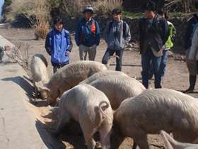 祝島の自然型農業の養豚