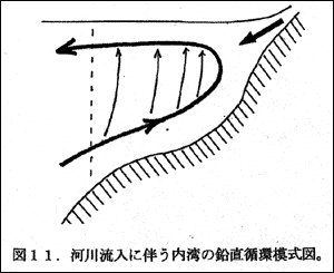 図11.河川流入に伴う内湾の鉛直循環模式図