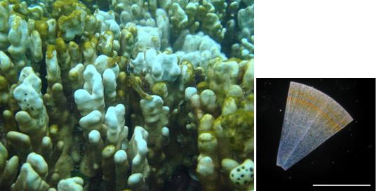 珪藻で覆われているアオサンゴ群集