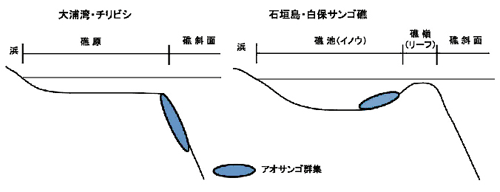 （図2―5）地形断面とアオサンゴ群集の位置