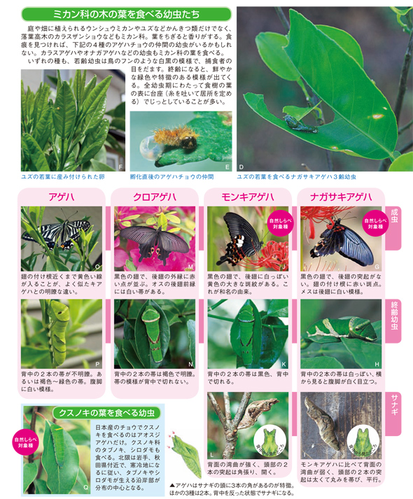 ミカン科の木の葉を食べる幼虫の写真：アゲハ、クロアゲハ、モンキアゲハ、ナガサキアゲハ