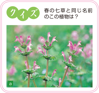 クイズ：春の七草と同じ名前のこの植物は？