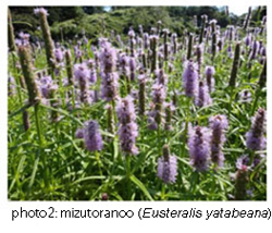 photo2_mizutoranoo-(Eusteralis-yatabeana).jpg