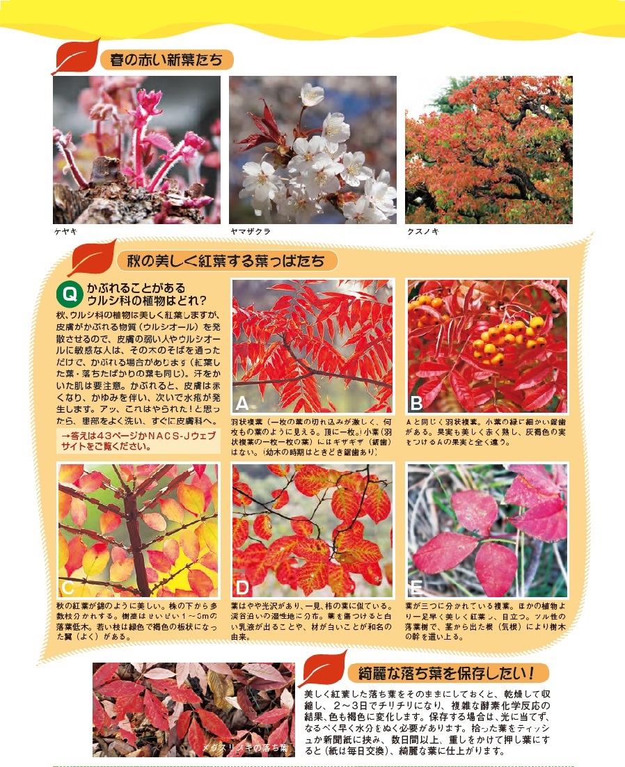 配布資料 今日からはじめる自然観察 春の赤い葉 秋の赤い葉 オフィシャルpro Nacs J