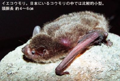 イエコウモリ：日本にいるコウモリの中では比較的小型。頭胴長約4～6cm