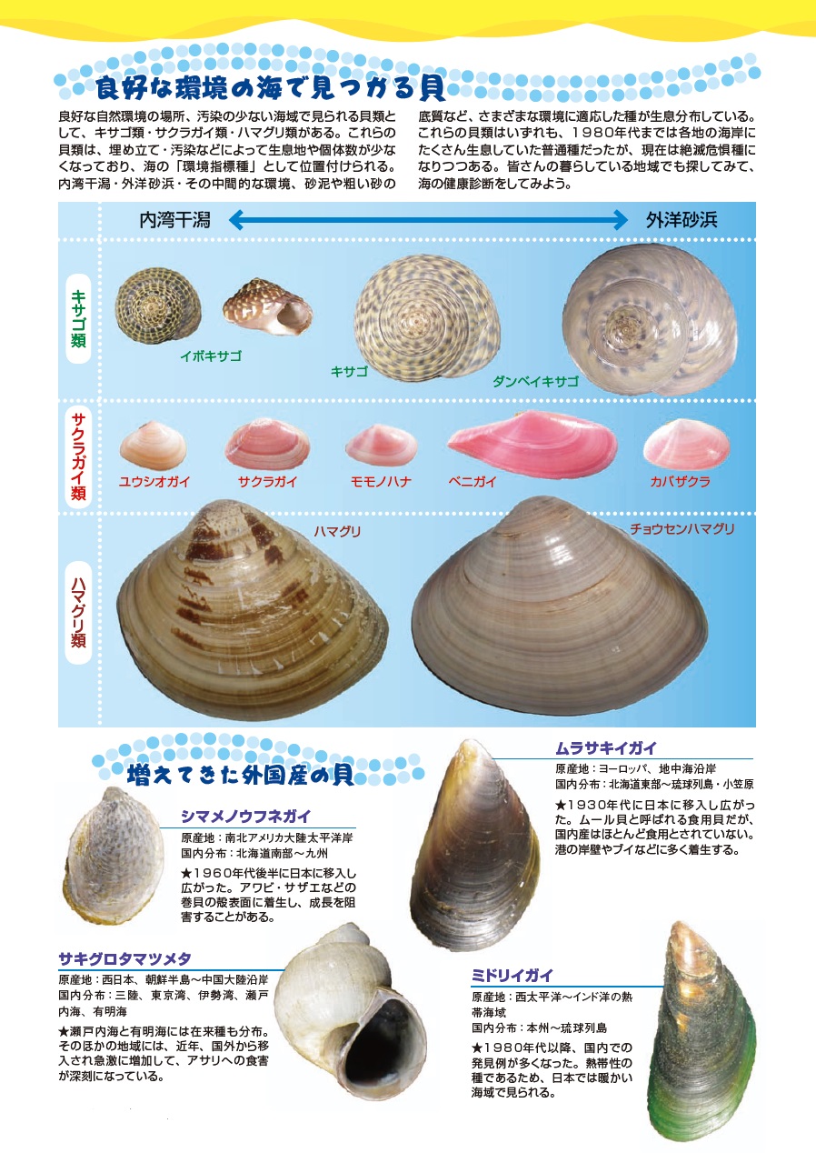 良好な環境の海で見つかる貝（図解ページ）