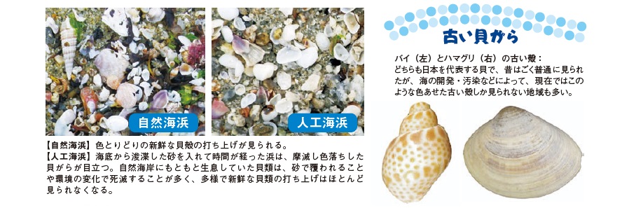 バイ貝とハマグリの古い貝殻：どちらも日本を代表する貝で、昔はごく普通に見られたが、海の開発・汚染などによって、現在ではこのような色あせた古い殻しか見られない地域も多い。