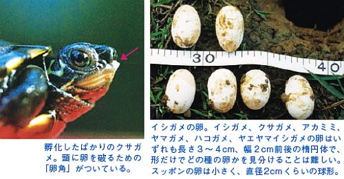 孵化したばかりのクサガメ（左）とイシガメの卵（右）