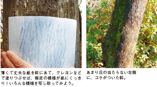 写真左：薄くて丈夫な紙を幹にあて、クレヨンなどで塗りつぶせば、樹皮の模様が紙にくっきり！いろんな模様を写してみよう。写真右：あまり日の当たらない左側に、コケがついた幹。