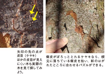 写真左：矢印の先の点が皮目（ケヤキ）ほかの皮目が見にくい木も実際の木を見て探してみよう。写真右：樹皮がぽろっととれるケヤキなら、根元に落ちている樹皮を拾い、幹のががれたところに合わせるパズルができる。