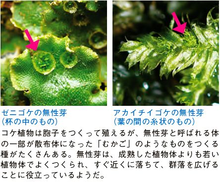 ゼニゴケの無性芽・杯の中（左）、アカイチイゴケの無性芽・葉の間の糸状のもの（右）