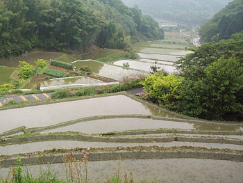 000616土砂採取地隣接の里山.jpg