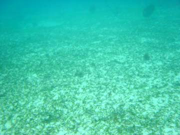040129ボーリング調査地点1-1の海草藻場