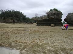 屋嘉田潟原にて貝採り