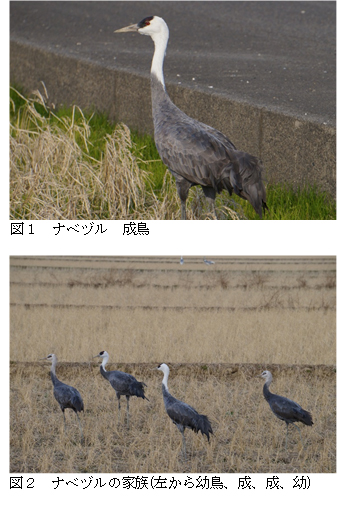 ナベヅルの写真
