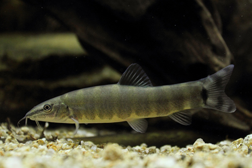 Kissing Loach Parabotia curtus_ Tsukassa Abe Okayama Freshwater Fish Society, Lago.jpg