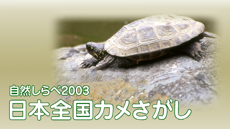 「全国カメさがし」アイキャッチ