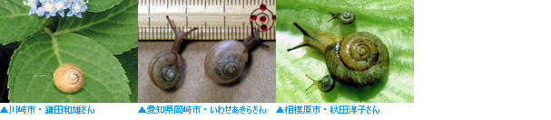 自然しらべ04 見えてきたこと 日本自然保護協会オフィシャルサイト
