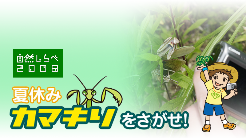 「夏休み　カマキリをさがせ！」アイキャッチ