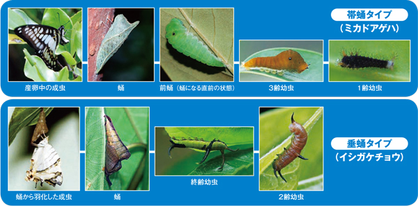 自然しらべ11 チョウの不思議話 1 日本自然保護協会オフィシャルサイト