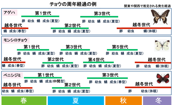 自然しらべ11 チョウの不思議話 1 日本自然保護協会オフィシャルサイト