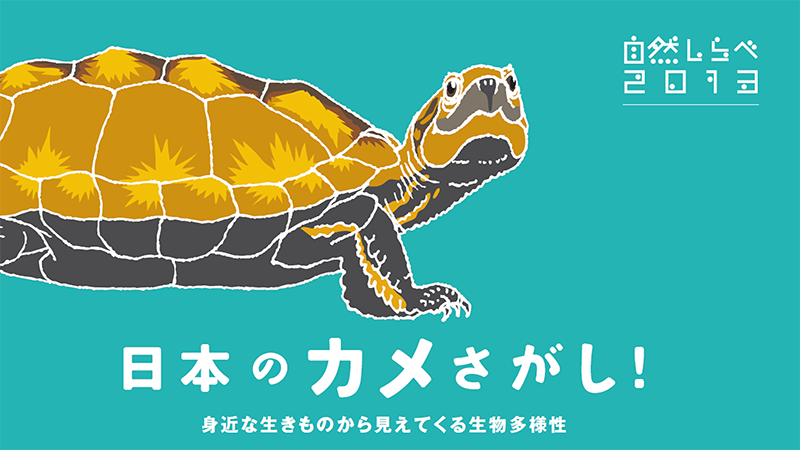 「日本のカメさがし！」アイキャッチ