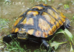 ニホンイシガメの画像