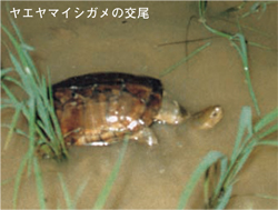 ヤマイシガメの交尾（画像）