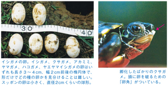 クサガメの卵と幼体の画像
