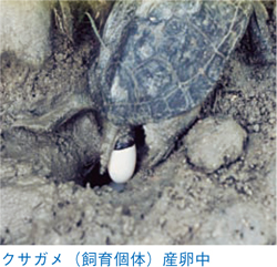 産卵中のクサガメ（飼育個体）の画像