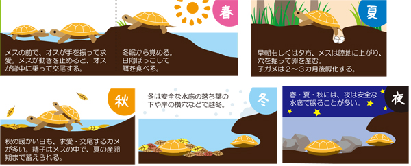 ニホンイシガメの暮らし春夏秋冬（イラスト）