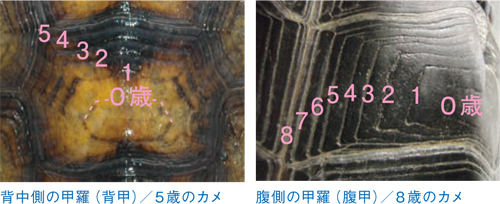 背中側と腹側のカメの甲羅の画像