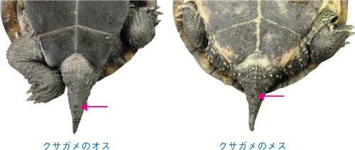 カメのオスとメスのおしりの穴の位置比較図