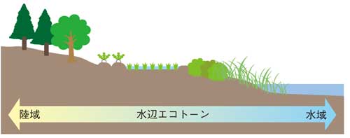水辺エコトーンの説明図