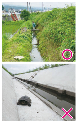 水際がコンクリート護岸化された水路の画像