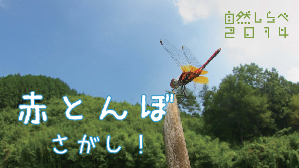 「赤とんぼさがし！」アイキャッチ