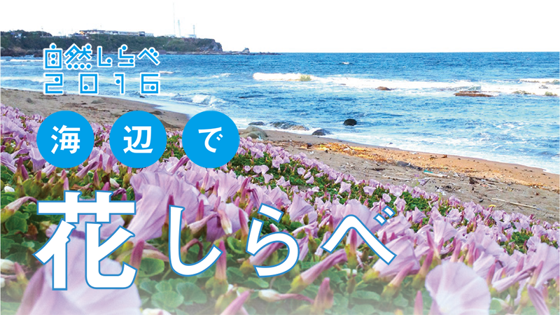 「海辺で花しらべ」アイキャッチ
