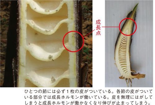 配布資料 今日からはじめる自然観察 おいしいタケノコ観察 日本自然保護協会オフィシャルサイト