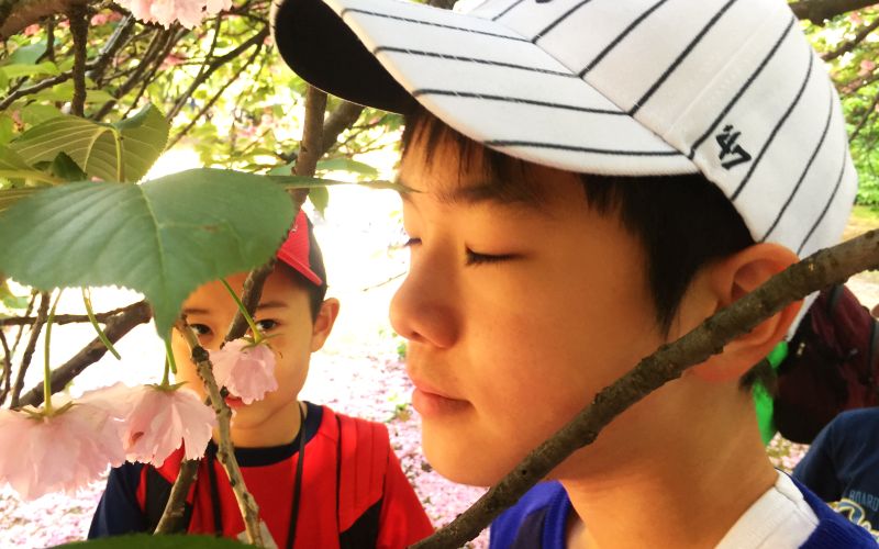 写真：桜の匂いを嗅ぐ子供