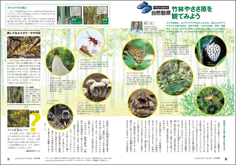 配布資料 今日から始める自然観察 竹林やささ原を観てみよう 日本自然保護協会オフィシャルサイト