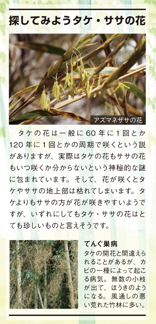 探してみようタケ・ササの花：タケの花は一般に60年に1回とか120年に1回とかの周期で咲くという説がありますが、実際はタケの花もササの花もいつ咲くか分からないという神秘的な謎に包まれています。そして、花が咲くと...