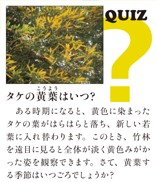 クイズ「タケの黄葉はいつ?ある時期になると、黄色に染まったタケの葉がはらはらと落ち、新しい若葉に入れ替わります。このとき、竹林を遠目に見ると...」