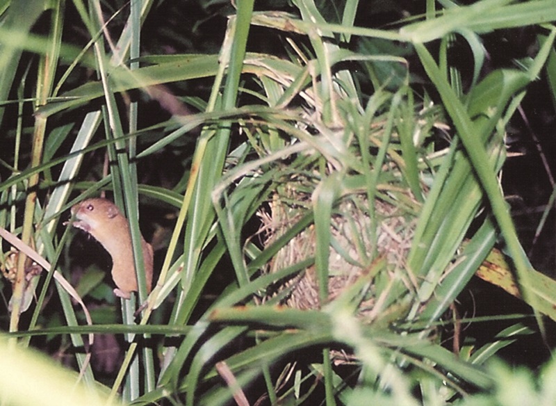 人間の暮らしがつないできたカヤネズミたちのすみかが消えていく 日本自然保護協会オフィシャルサイト