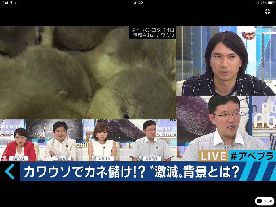 カワウソ報道をうけて スマホニュース番組 アベマプライム に生出演 日本自然保護協会オフィシャルサイト カワウソ報道をうけて スマホニュース番組 アベマプライム に生出演 日本自然保護協会オフィシャルサイト