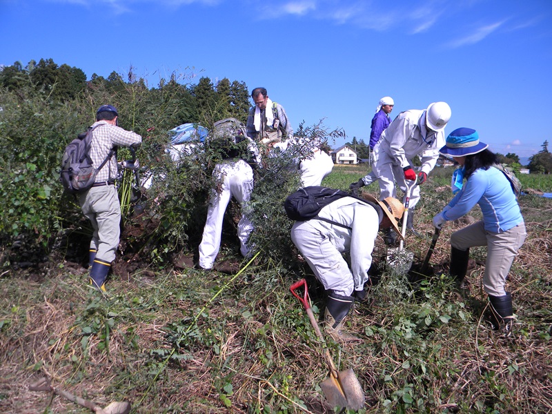 オオルリシジミの食草クララの移植作業を行いました 日本自然保護協会オフィシャルサイト
