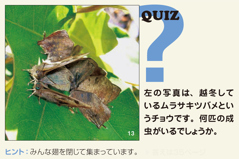 QUIZ（写真）