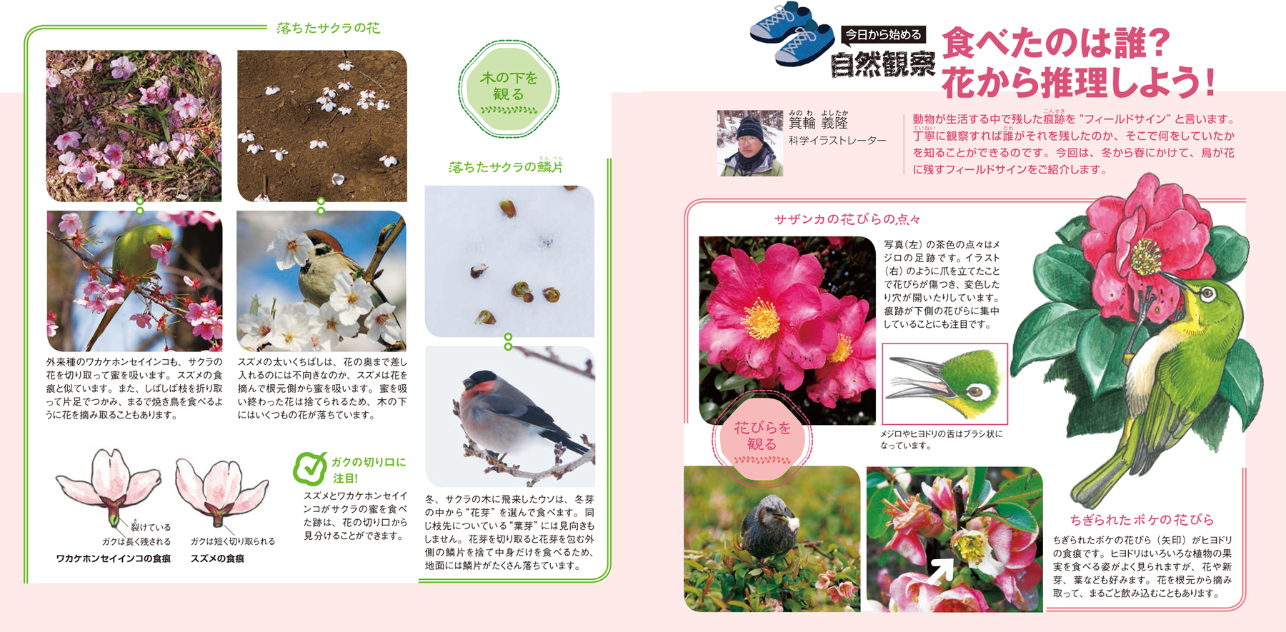 配布資料 今日からはじめる自然観察 食べたのは誰 花から推理しよう 日本自然保護協会オフィシャルサイト