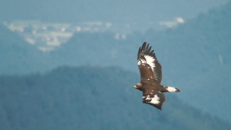 赤谷の森で ２年連続でイヌワシの幼鳥が巣立ちました 日本自然保護協会オフィシャルサイト