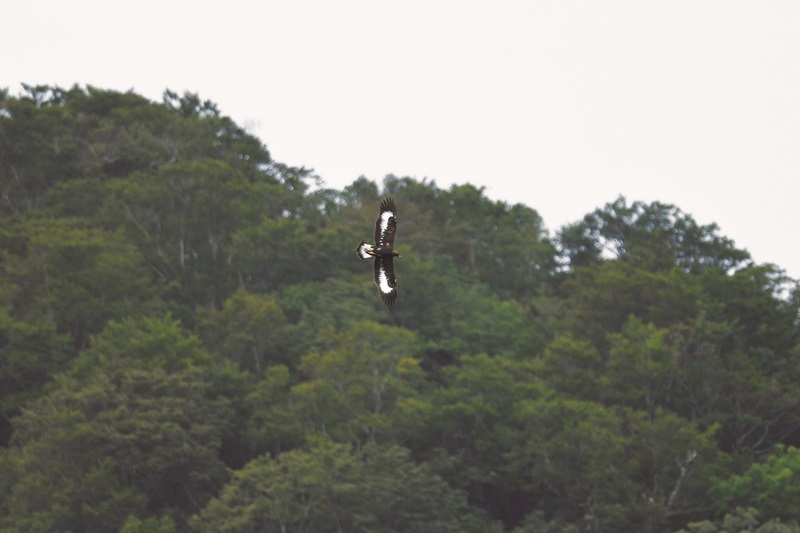 赤谷の森で ２年連続でイヌワシの幼鳥が巣立ちました 日本自然保護協会オフィシャルサイト